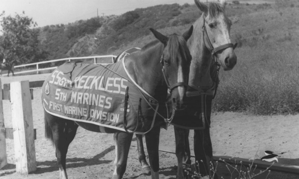 Sergeant Reckless, An American Hero